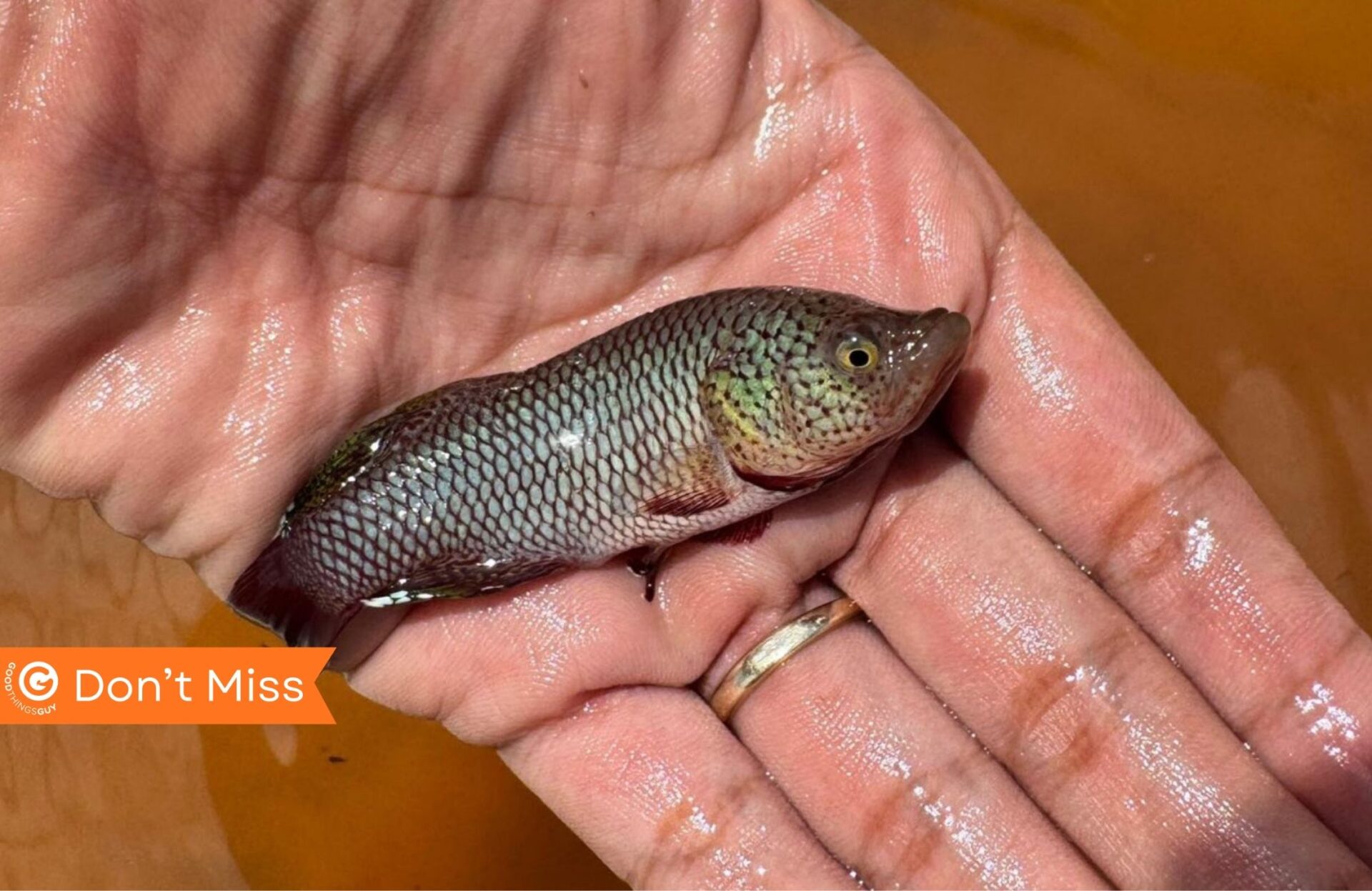 Spotted Killifish