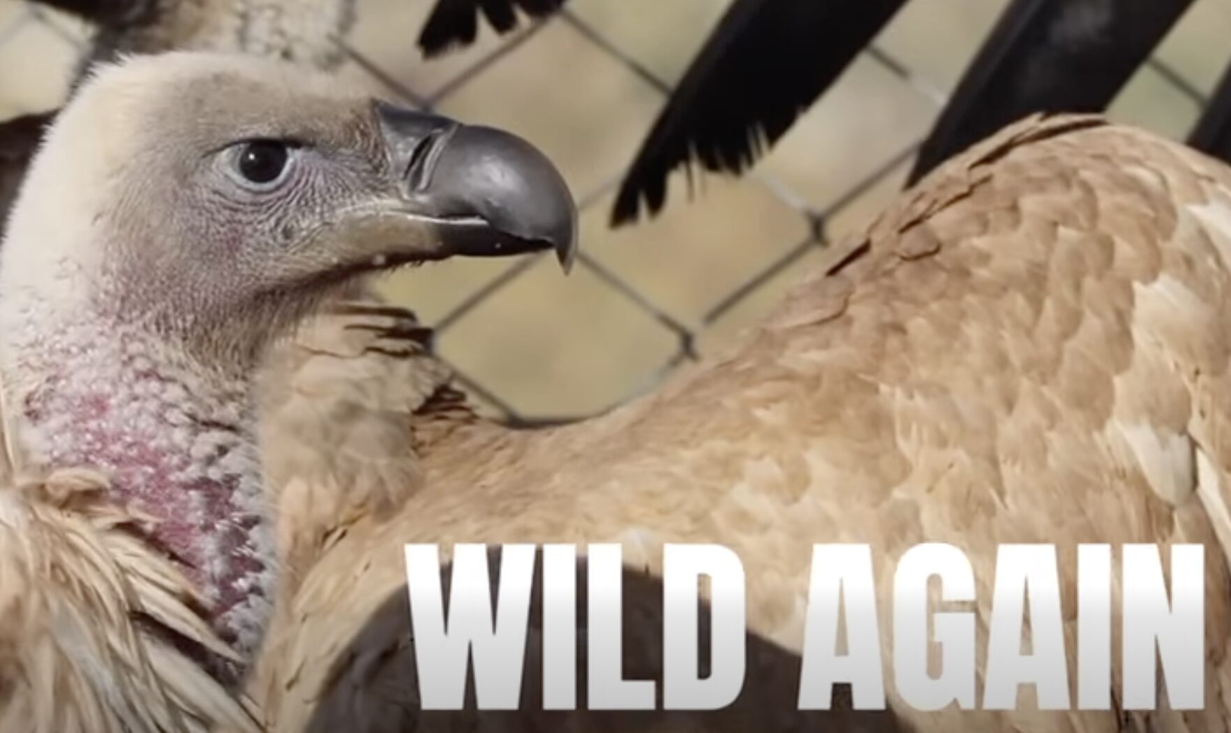 Cape Vulture