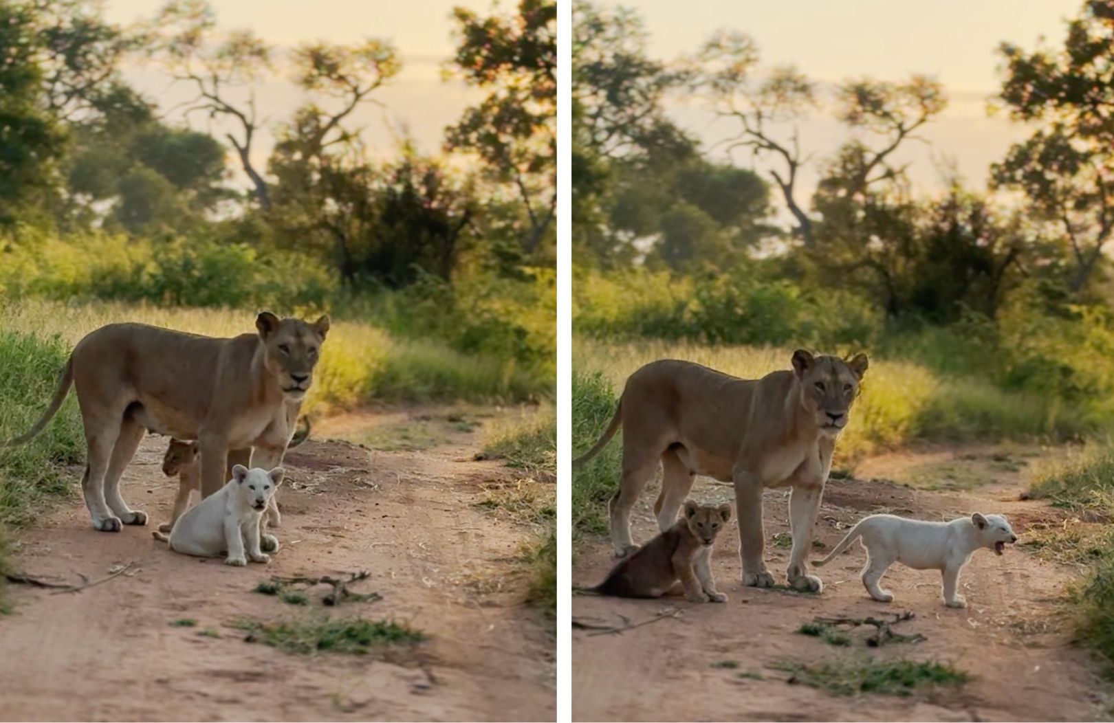 White Lion Cub