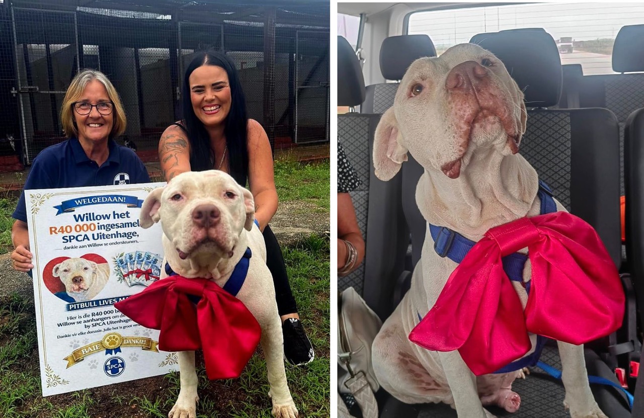 Uitenhage SPCA