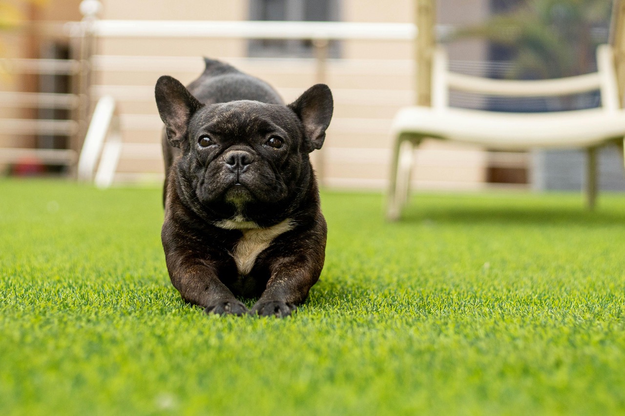 Puppies Yoga Valentine's Day