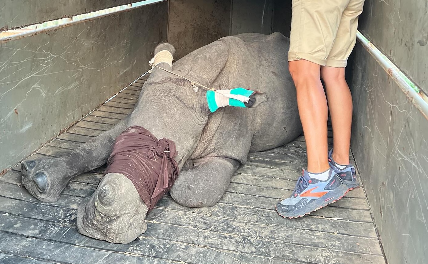 2 Rhino Calves Left to Fend for Themselves