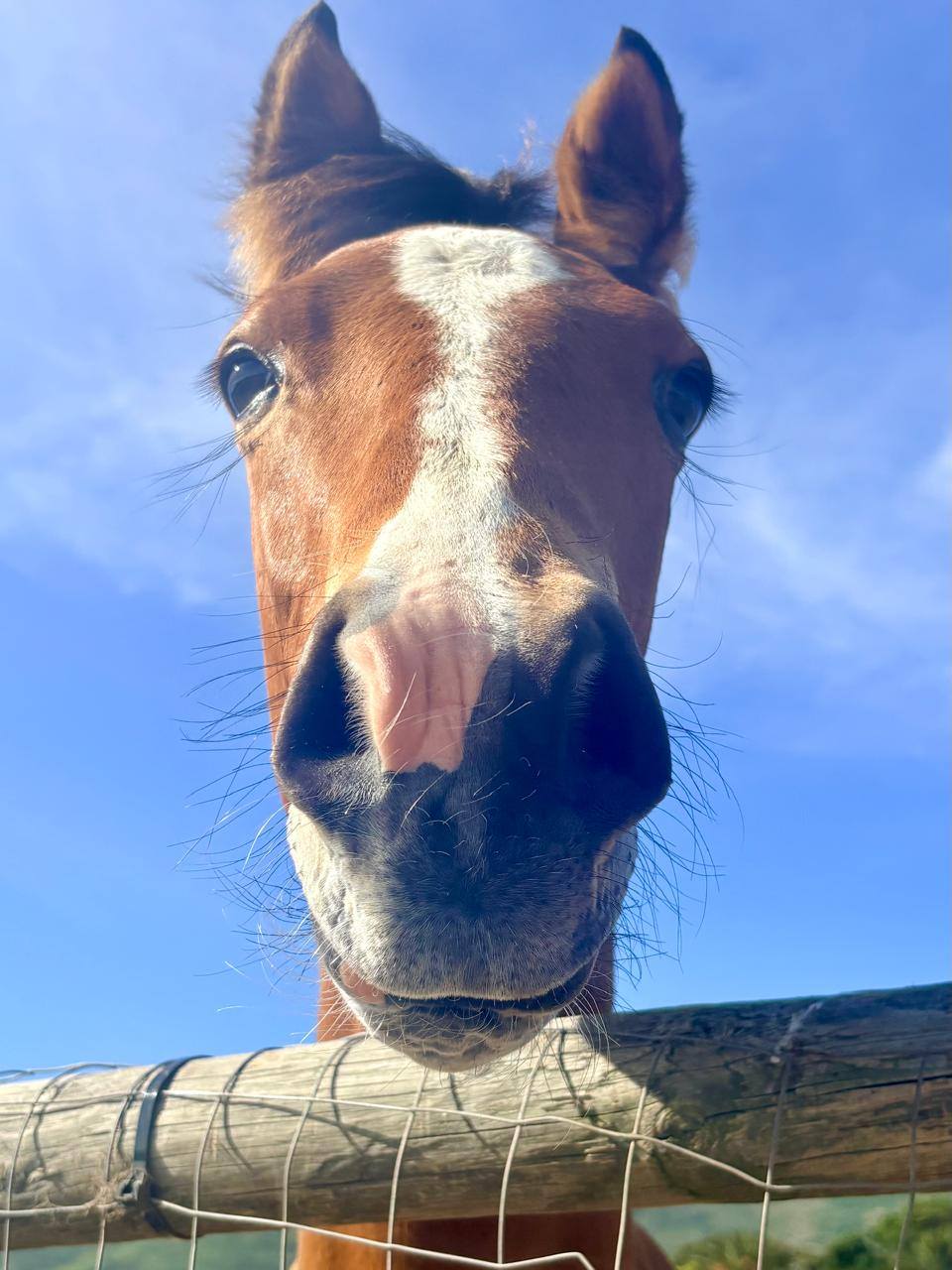 Call for Cape Town to Assist Haven for Horses Who Help People Heal