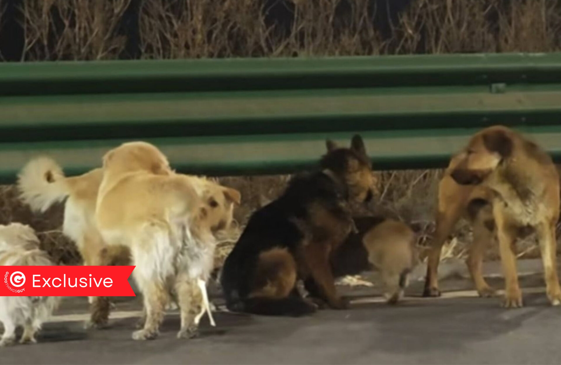 How 7 Dogs Became a Story The Internet Got Wrong (But it's Still Good News)