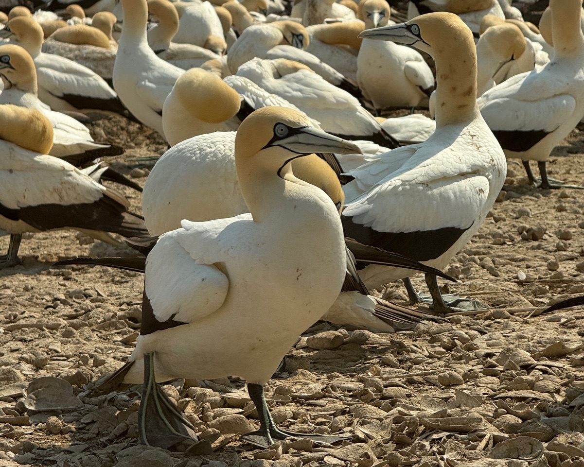 Bird Island