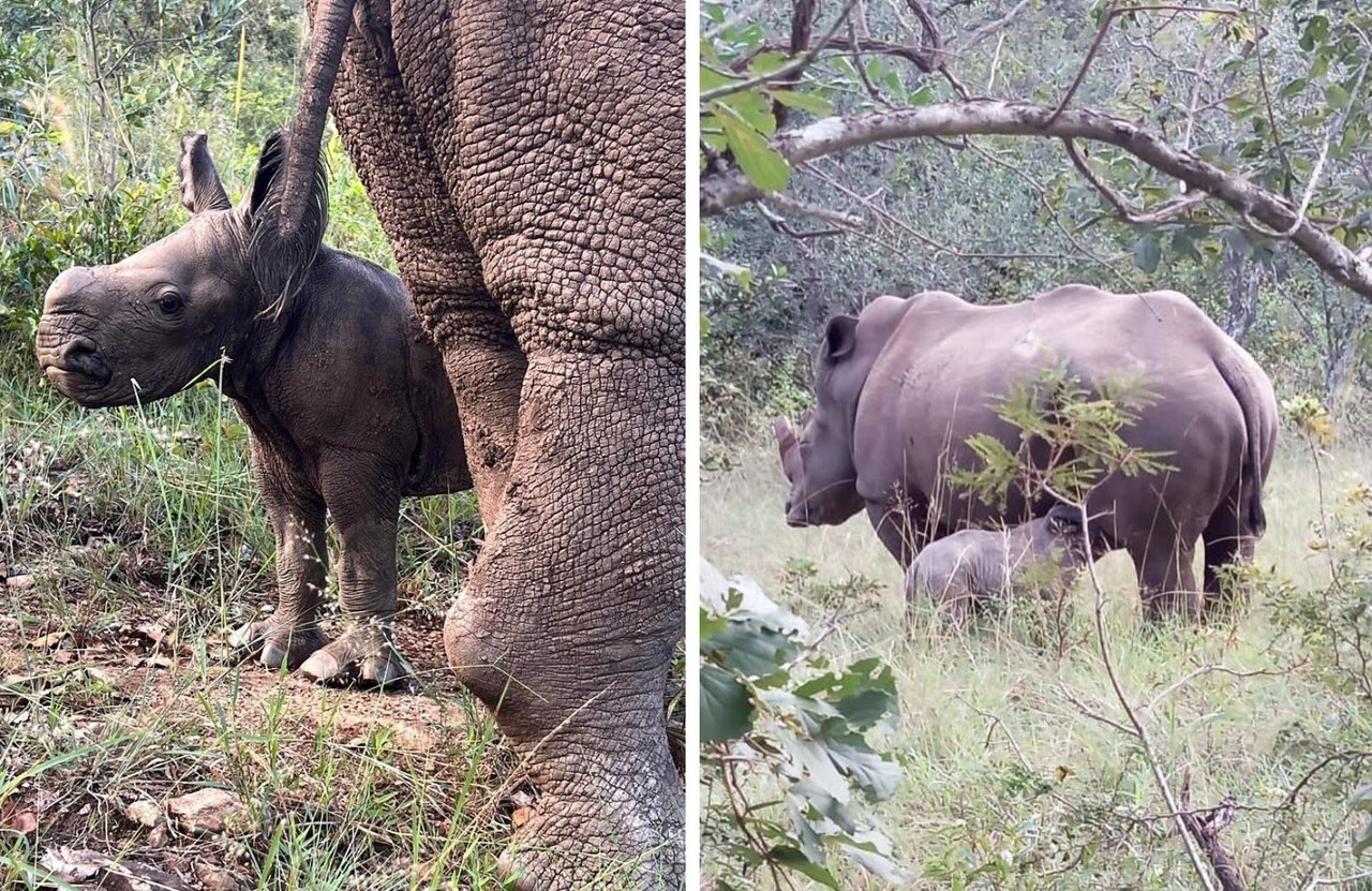 Rhino