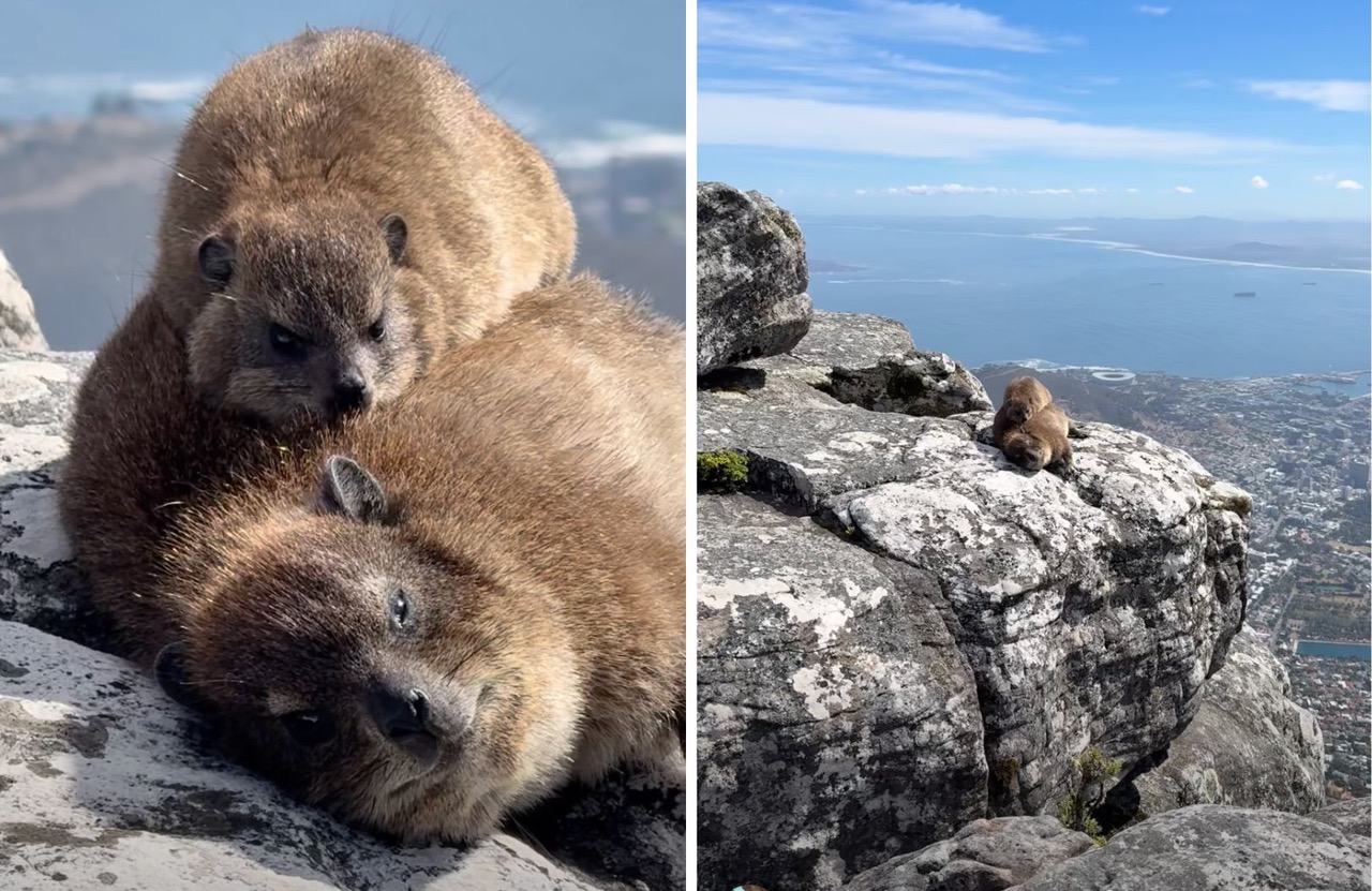 Dassie