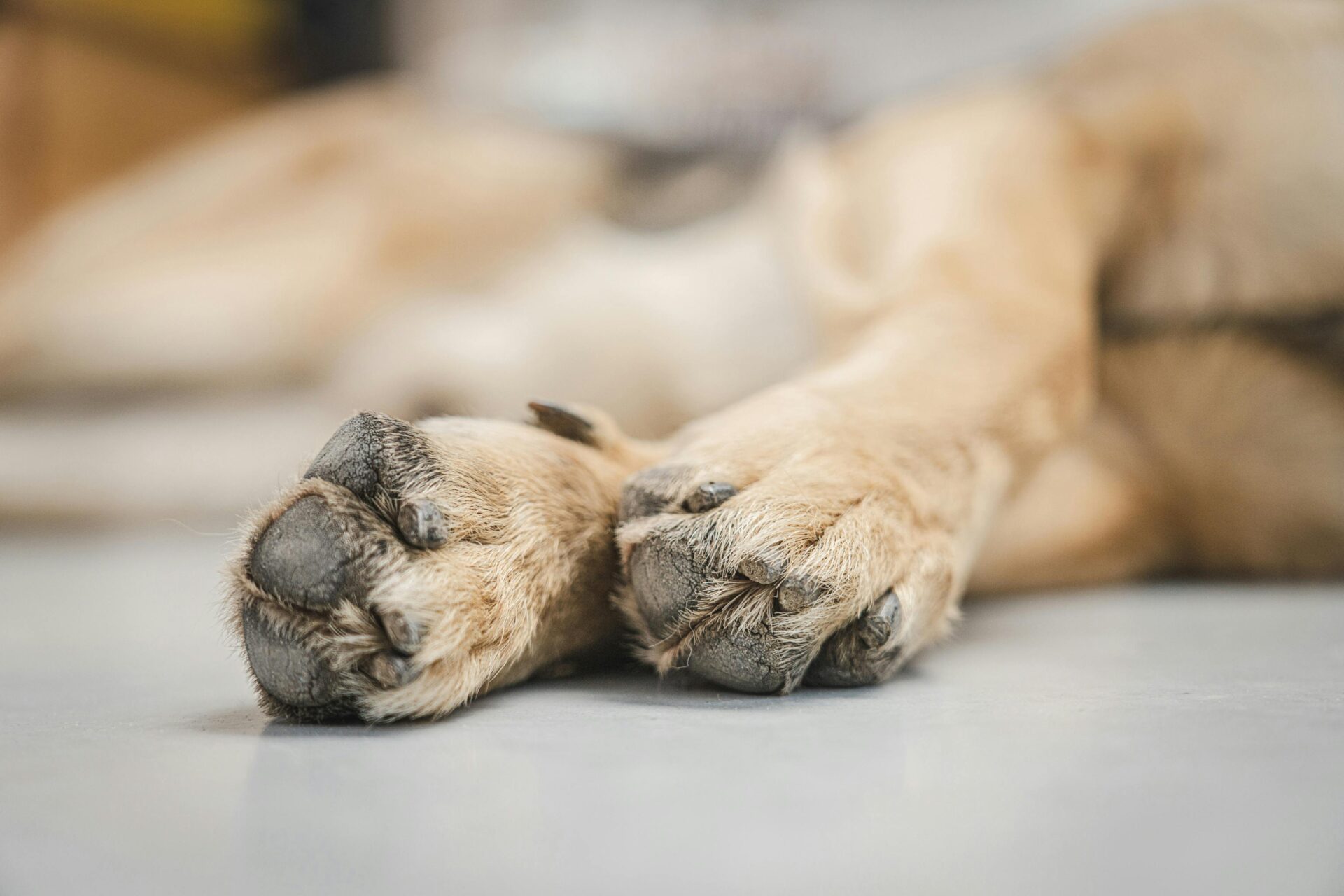 limping stray