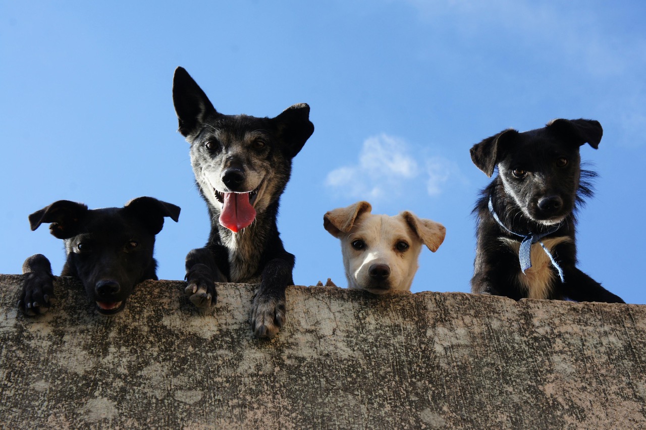 General Household Survey Free Adoptions