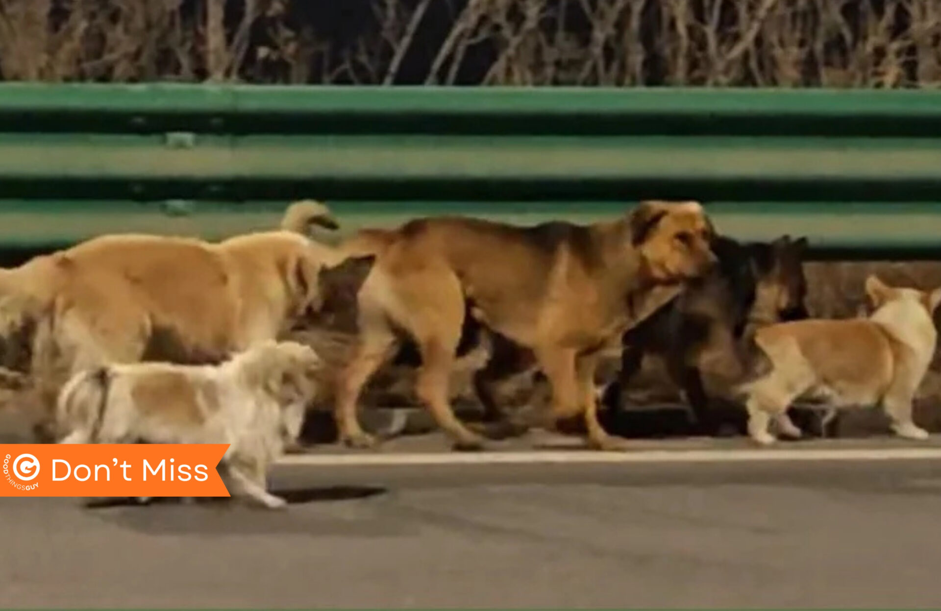 Homeward Bound 7: The Story Behind The Pack of Pups Who Went For a Walk!