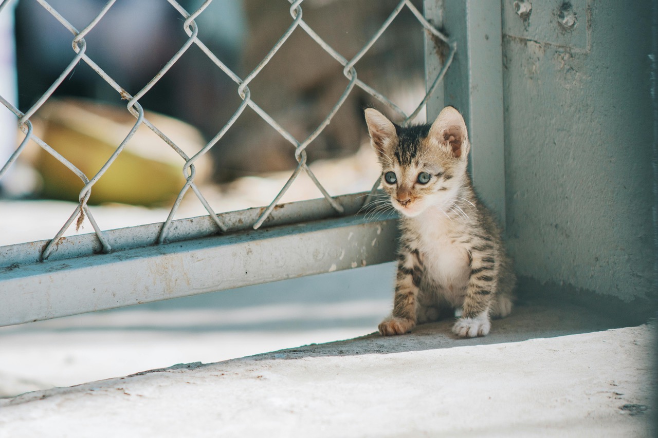 Tears Animal Rescue
