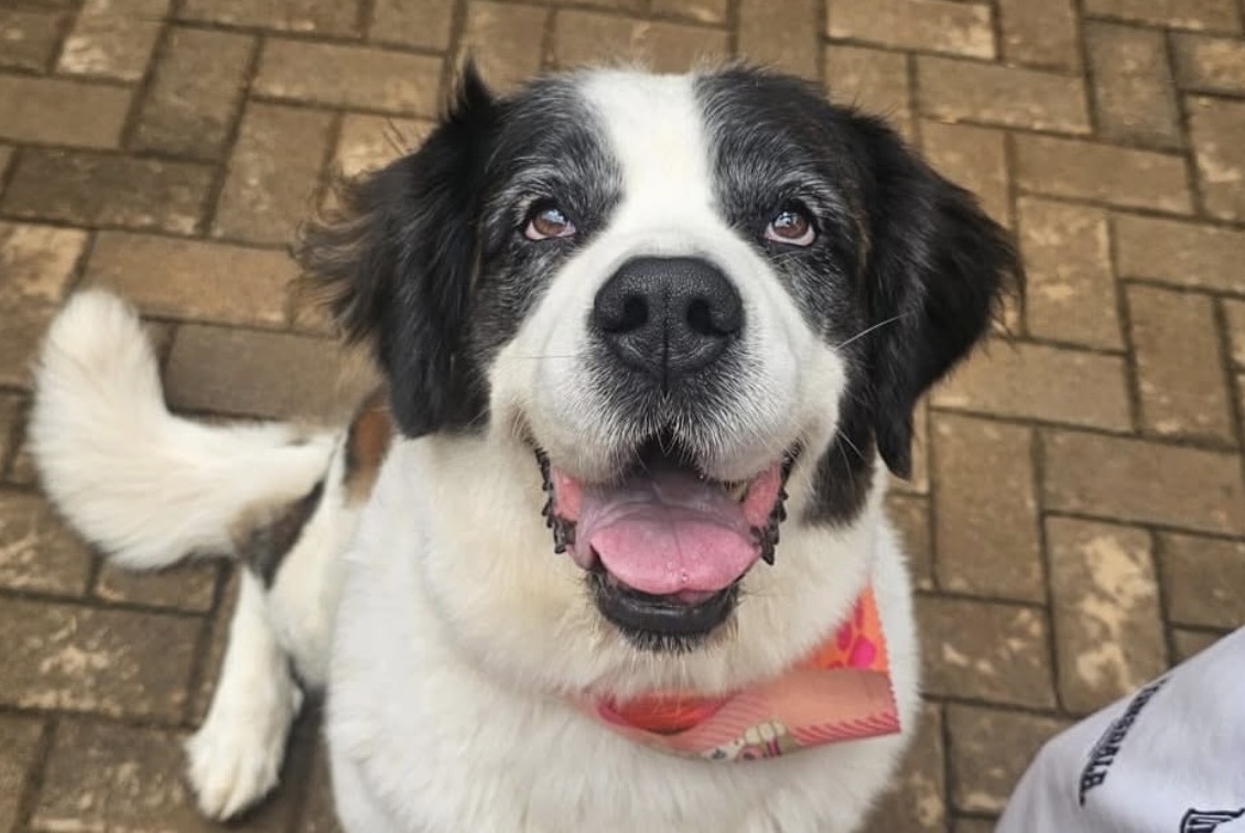 Lulu