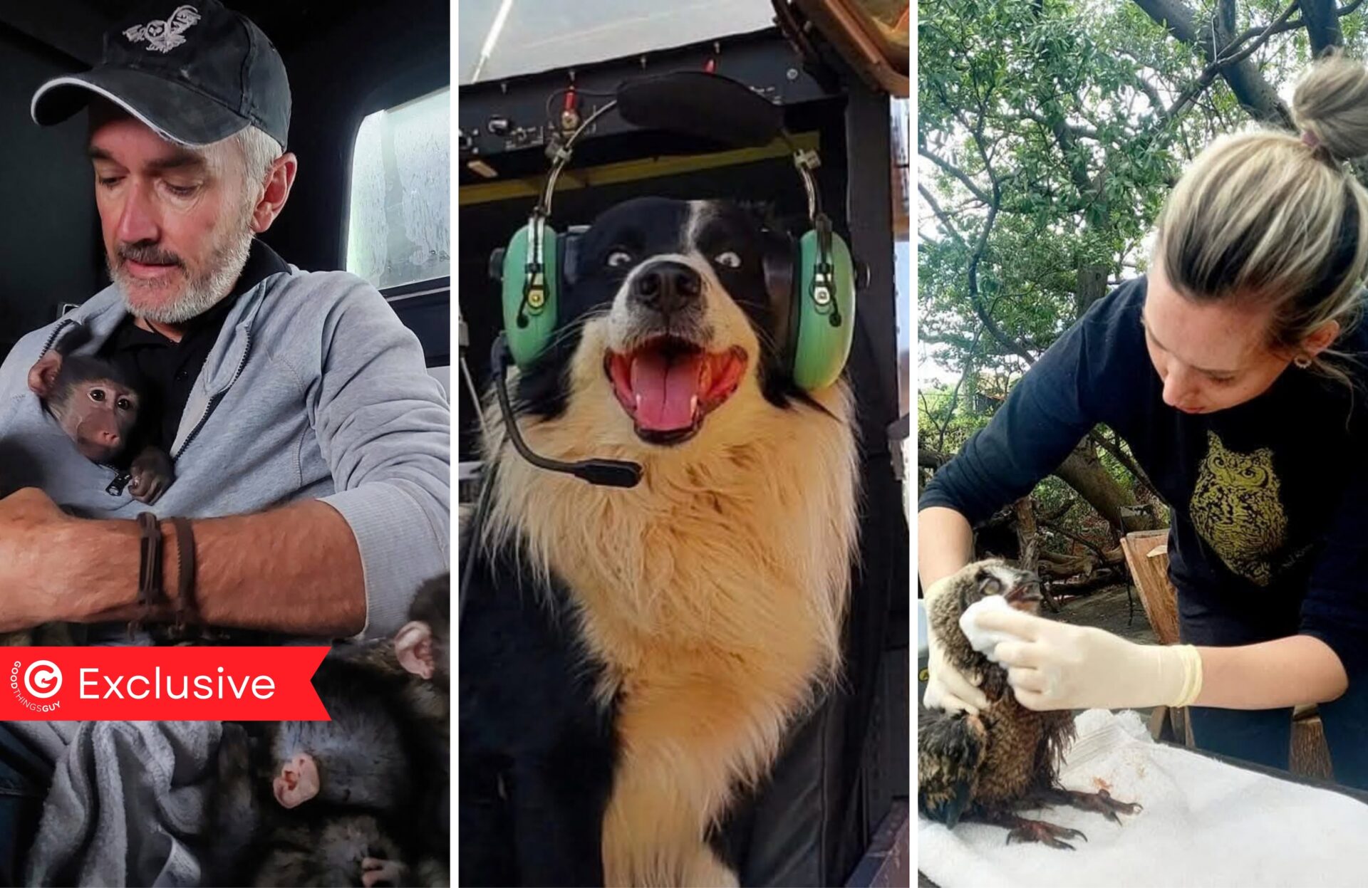 The Owl Rescue Centre Story: A Powerful Podcast Conversation