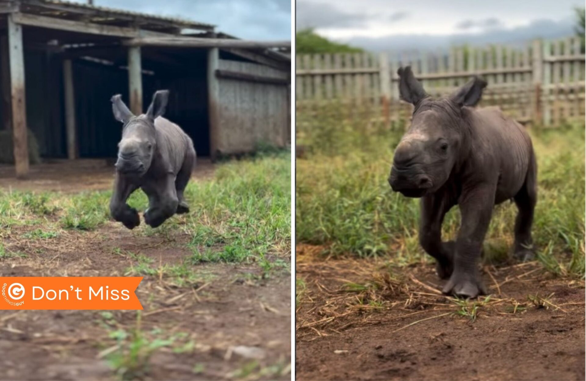 Rescued Rhino Calf