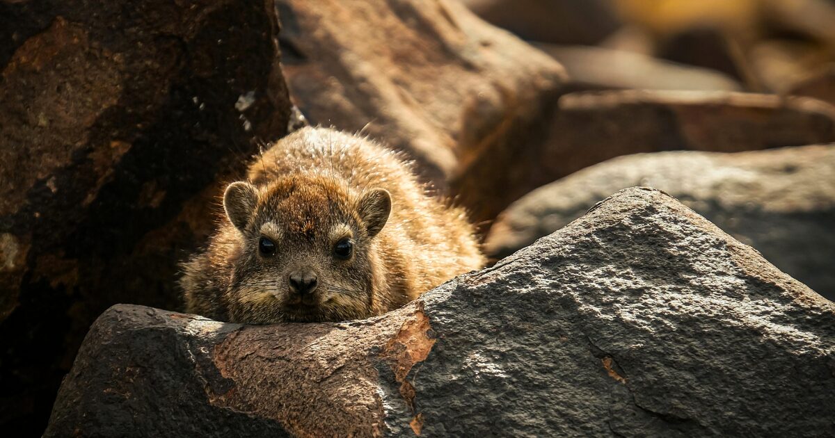 Dassie
