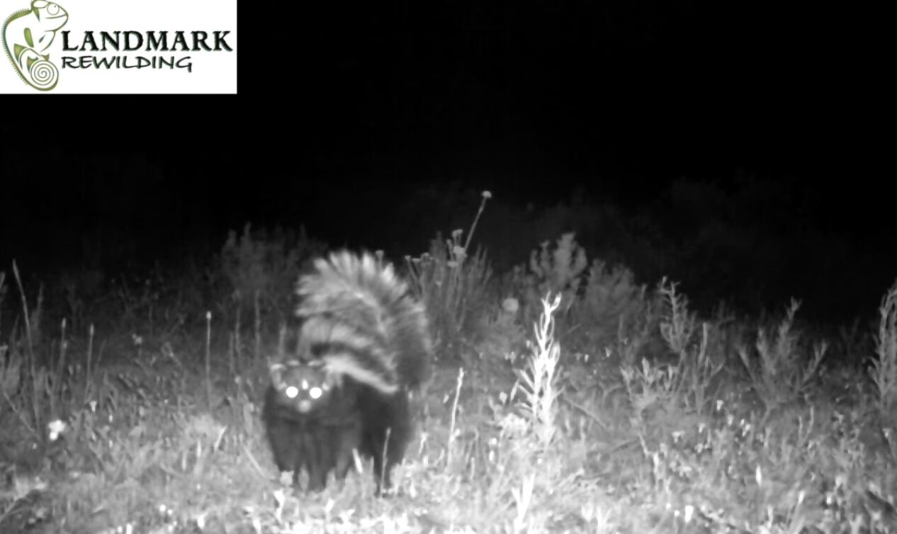African Polecat Shows Off Its Moonwalking Moves!