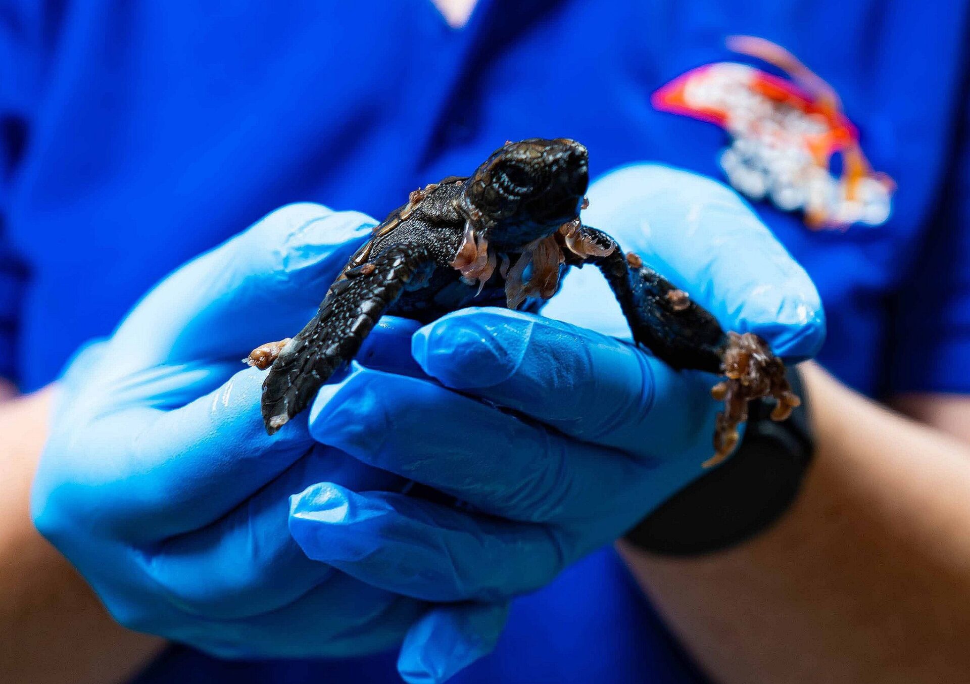 Tiny Turtle