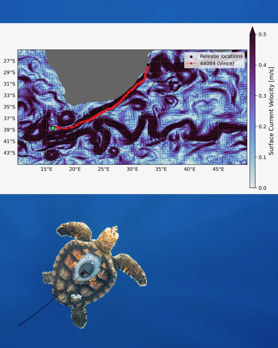 Plastic-Free Loggerhead Turtle Vince is Riding Major Ocean Currents!