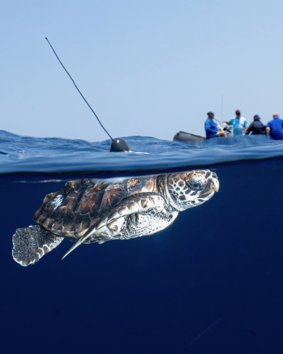 Plastic-Free Loggerhead Turtle Vince is Riding Major Ocean Currents!