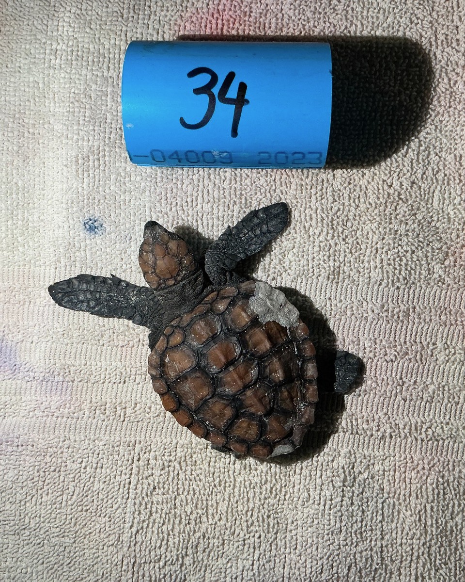 Plastic-Free Loggerhead Turtle Vince is Riding Major Ocean Currents!