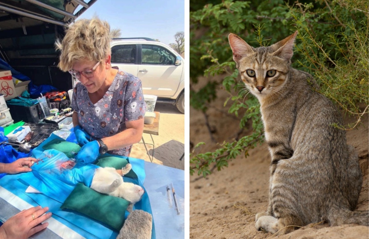 African Wildcat