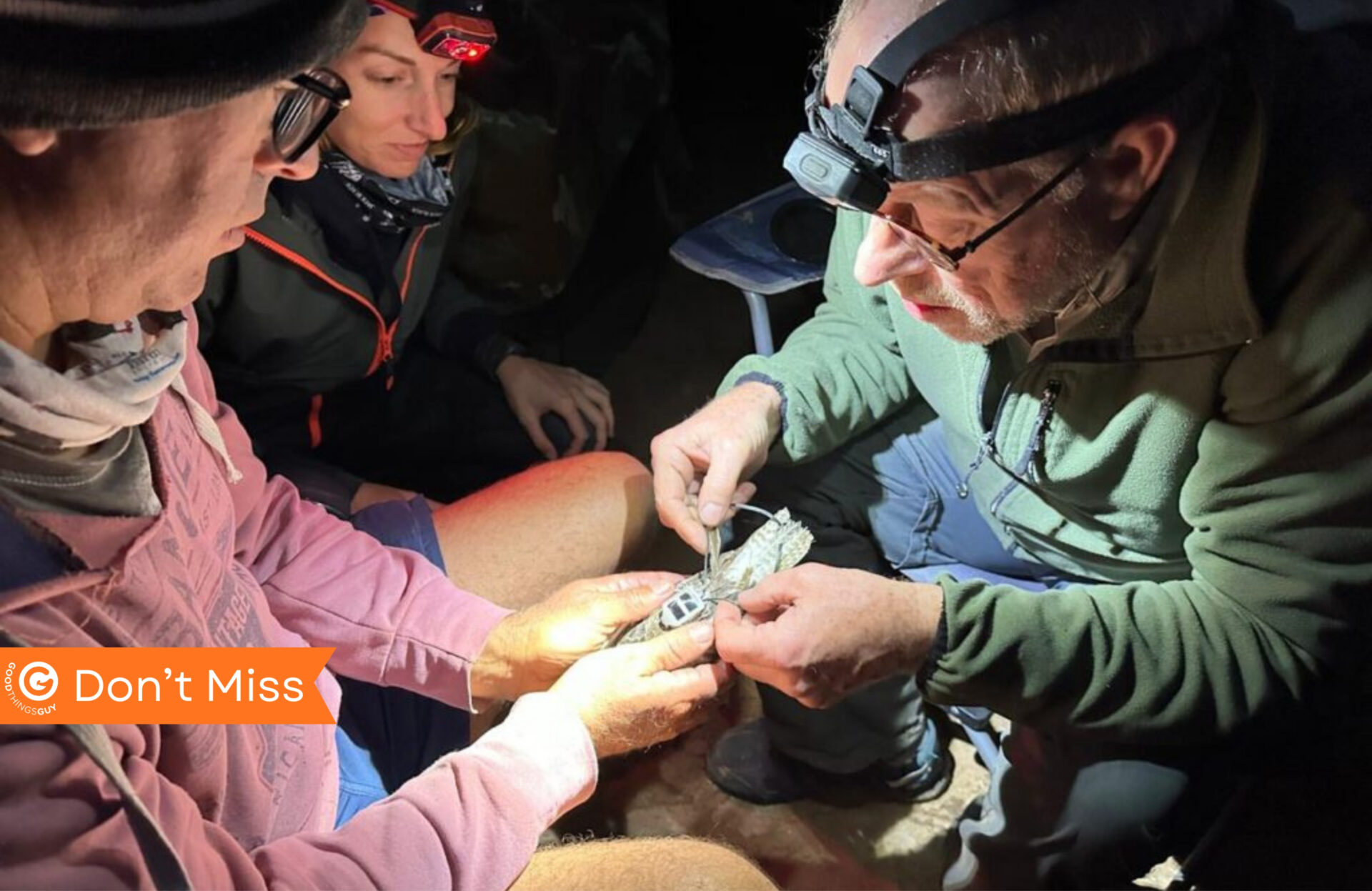 Ground-Breaking Project Tracks Migratory Shorebirds from SA for the First Time!