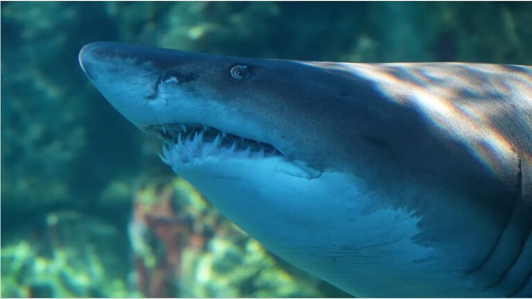Right Ragged Shark After 8 Years, Blue the Ragged-Tooth Shark Reclaim Her Place in the Wild!