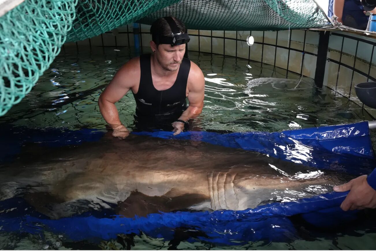 After 8 Years, Blue the Ragged-Tooth Shark Reclaim Her Place in the Wild!