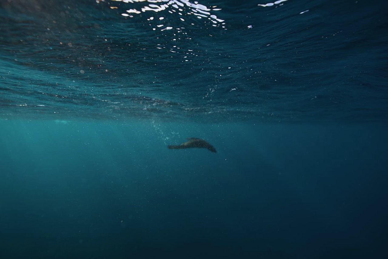 Cape fur seals