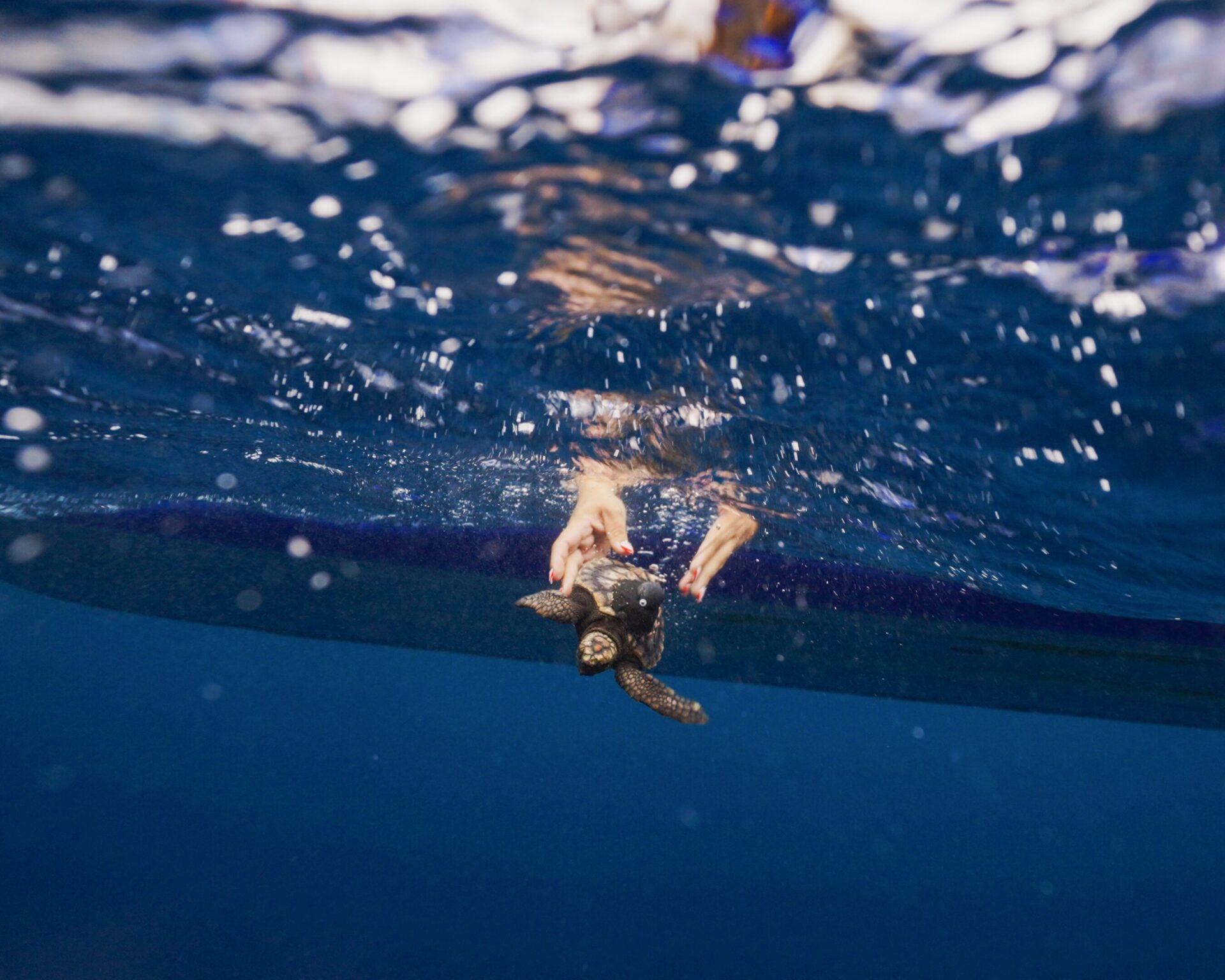 Swimmers Take On 11km Ocean Crossing to Save South Africa’s Sea Turtles