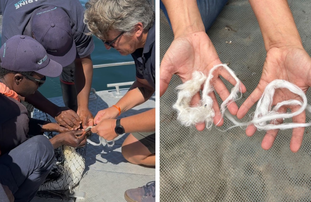 Unusually Weak Cape Gannet Rescued by Dream Catcher Crew