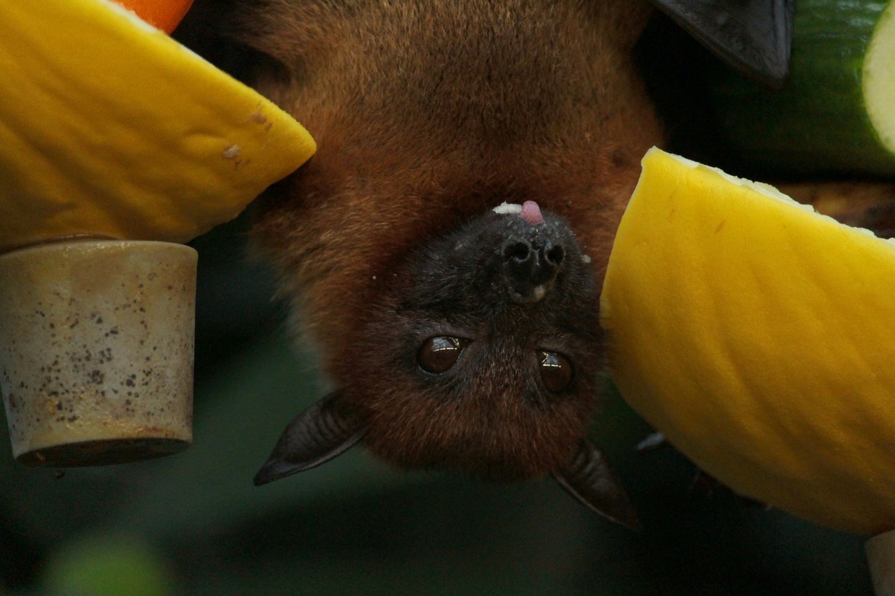 Bats