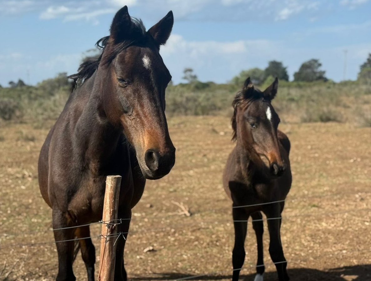 Have a Heart Equine Sanctuary