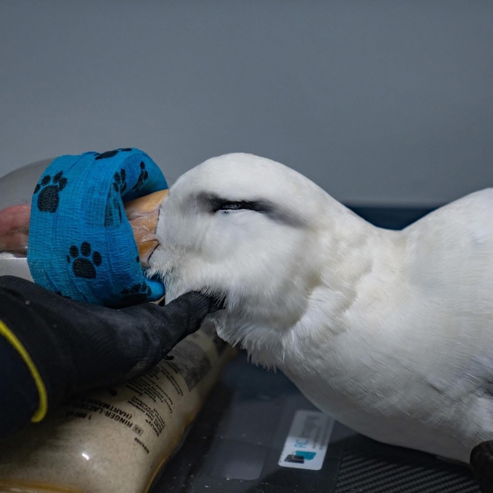 SANCCOB Marks Earth Day with Focus on Seabird Rescue Efforts