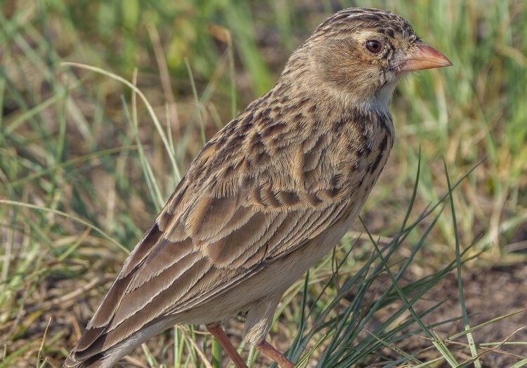 Action Plan to Save SA’s Most Endangered Bird