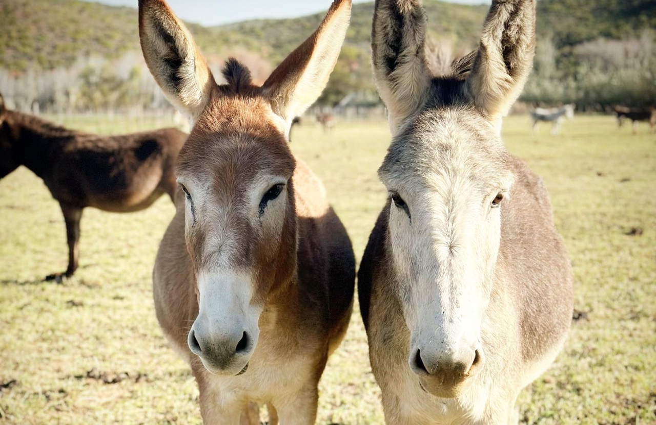 Karoo Donkey Sanctuary