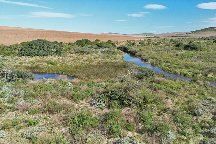 Renosterveld