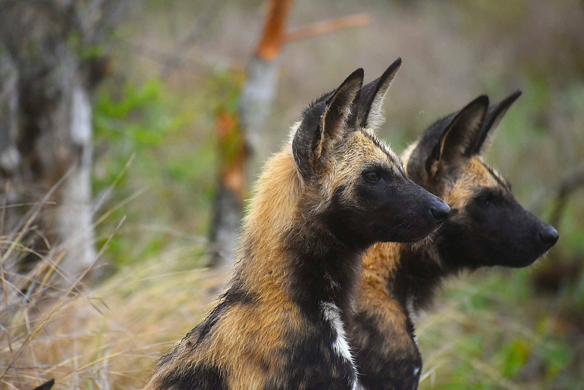 Endangered Wild Dogs Make a Powerful Return to KZN