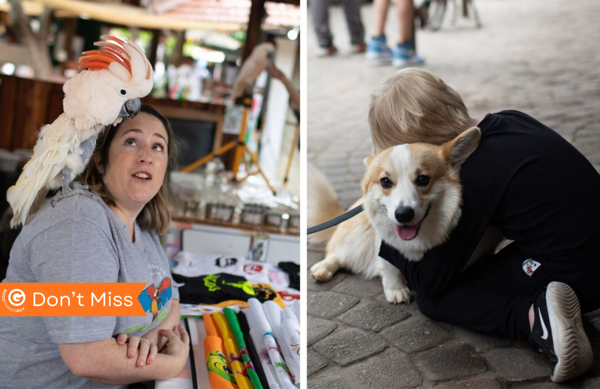 The Rescue Expo