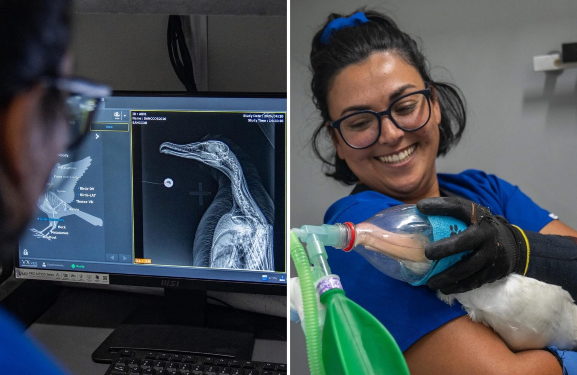 SANCCOB Marks Earth Day with Focus on Seabird Rescue Efforts