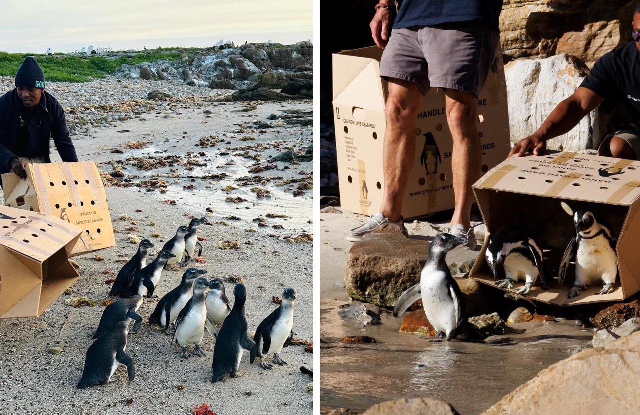 African penguins