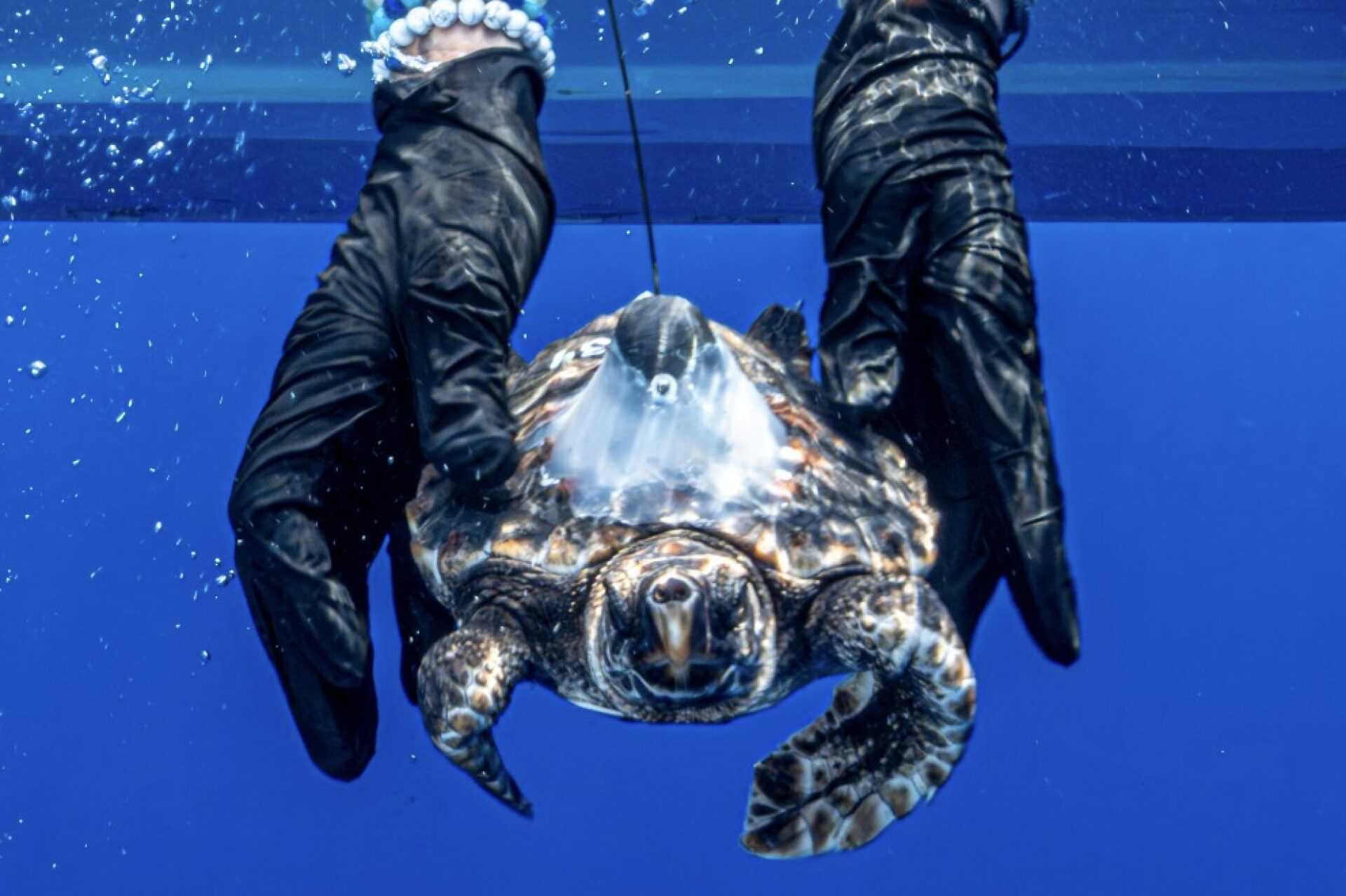 Plastic-Free Loggerhead Turtle Vince is Riding Major Ocean Currents!