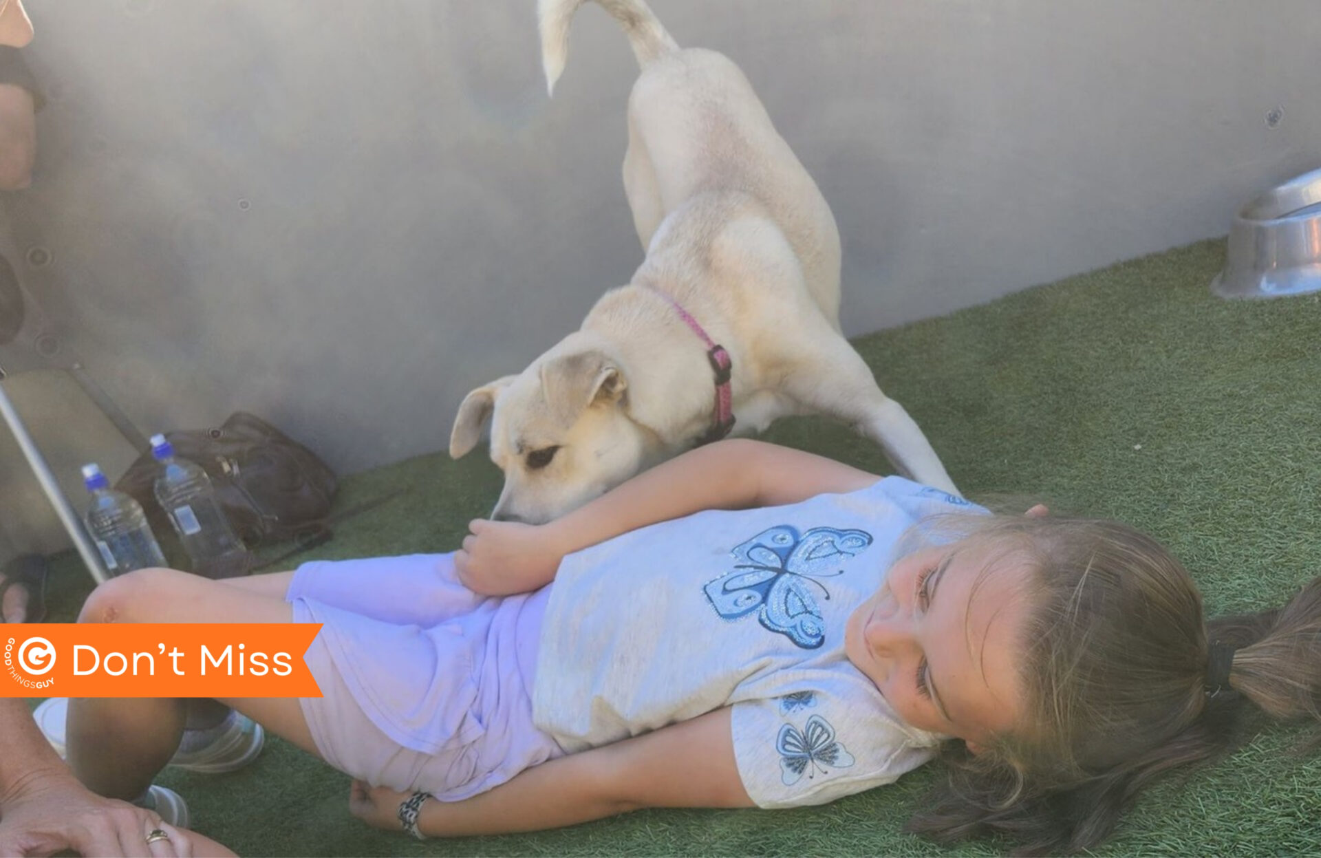 seizure alert dog