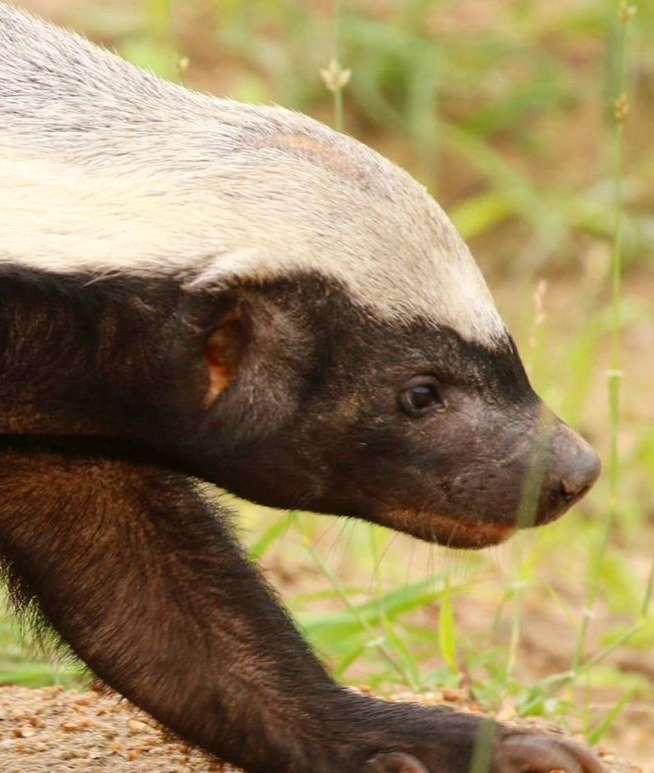 Honey Badger