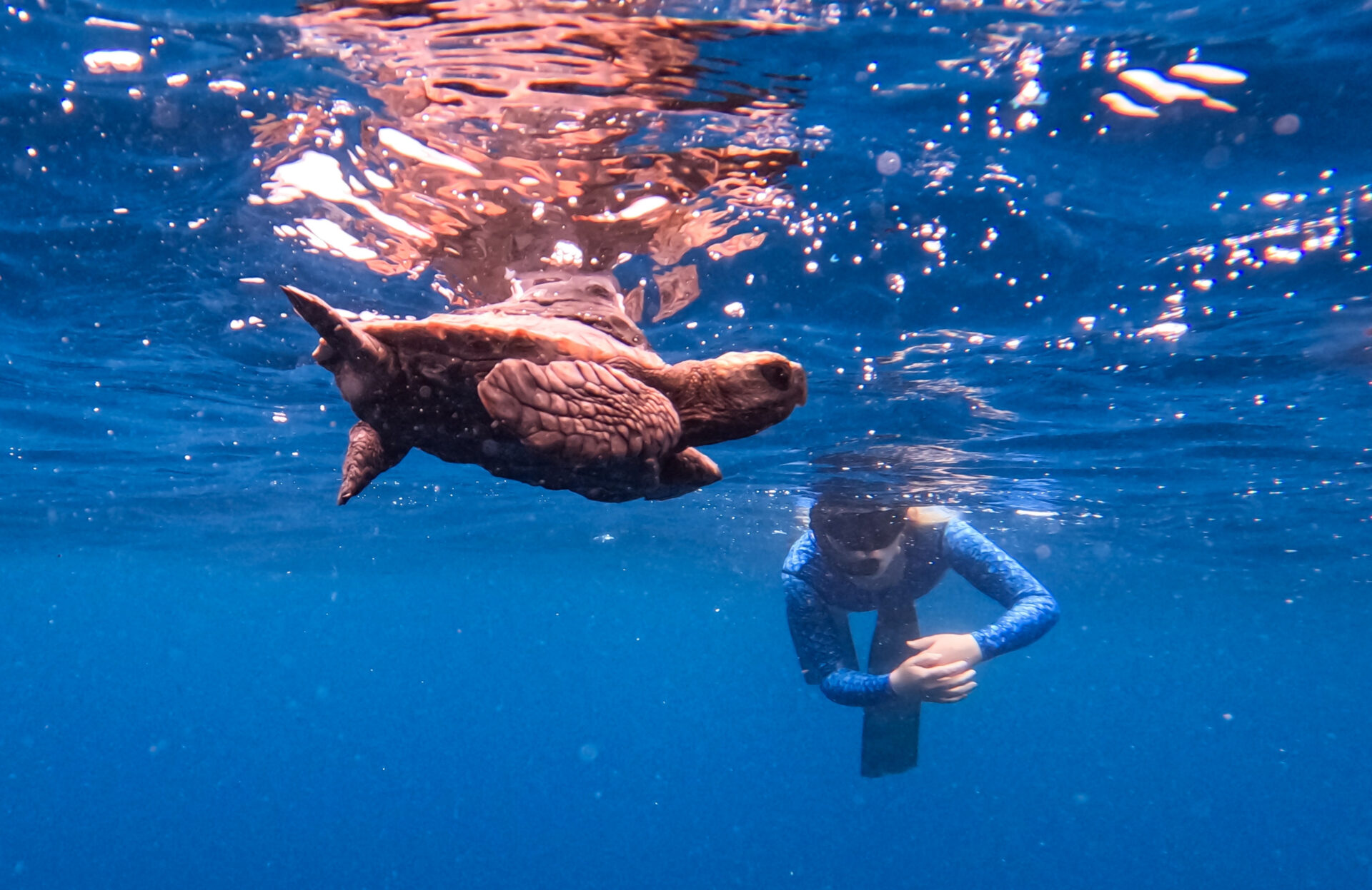 Swimmers Take On 11km Ocean Crossing to Save South Africa’s Sea Turtles
