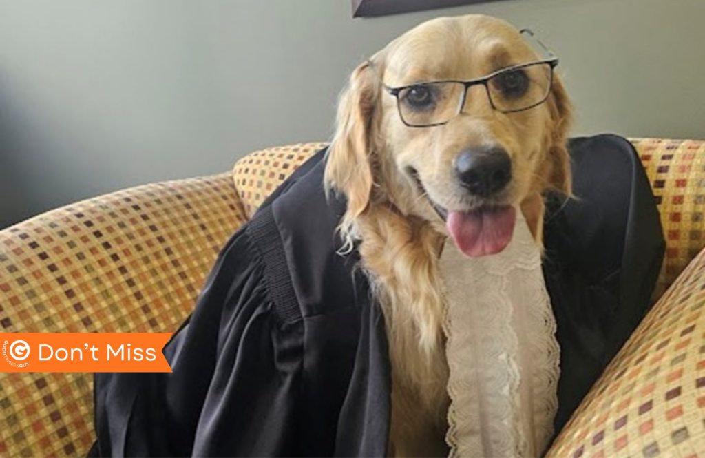 Therapy Dog ‘Toffee Beanz’ Supports Child Witness in Court