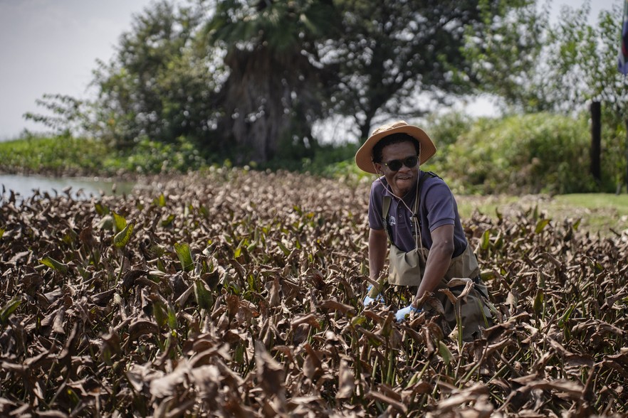 Hartbeespoort Hyacinth