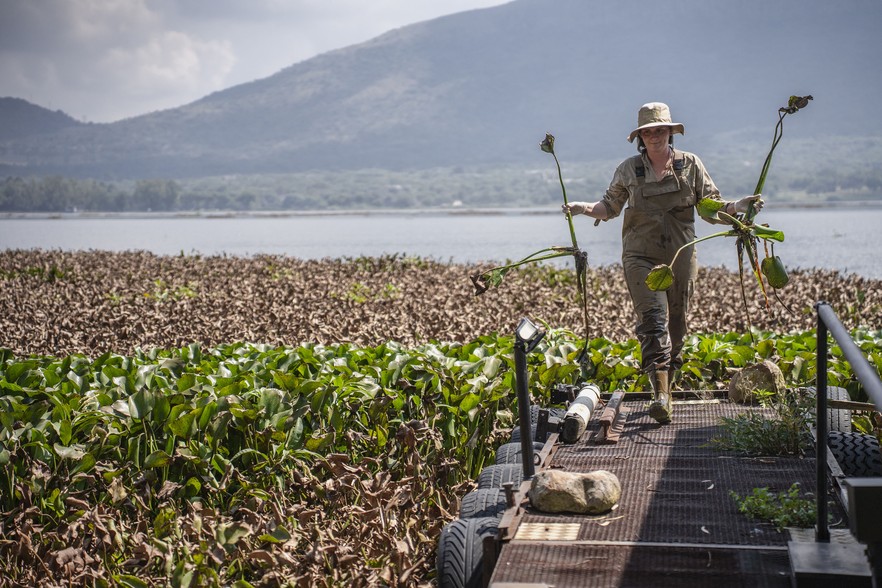 Hartbeespoort Hyacinth