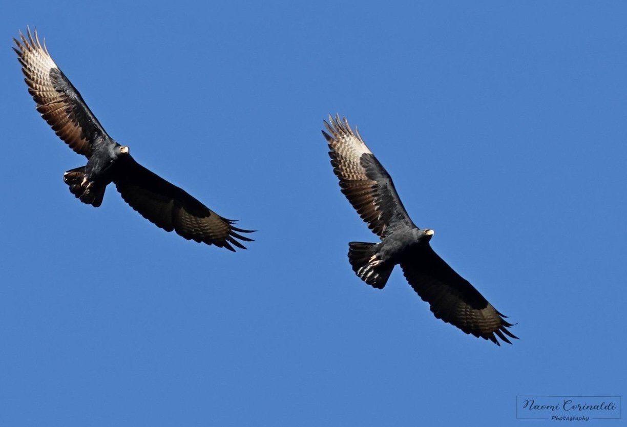 Walter Sisulu Black Eagles