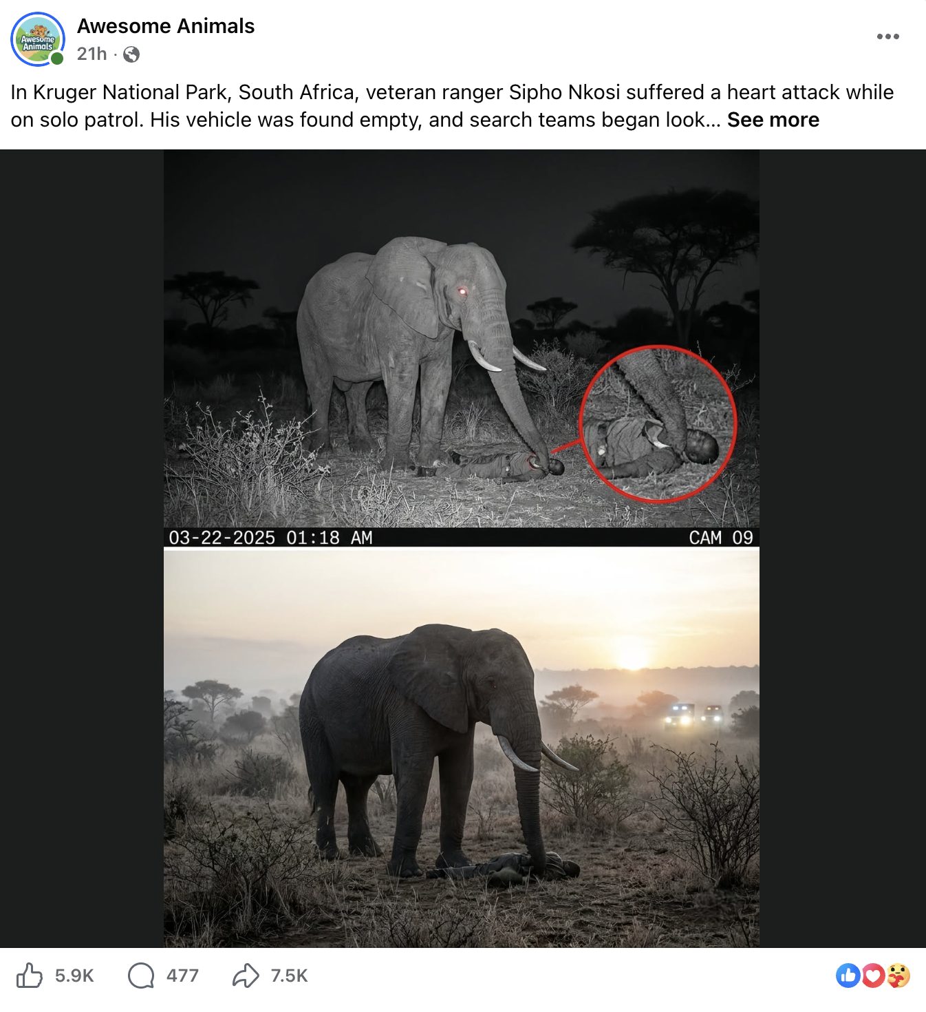 Viral Elephant “Goodbye” Story Debunked by SANParks